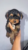 Yorkie boy , a male Yorkshire Terrier for sale in Olivehurst, CA – 3 of 3