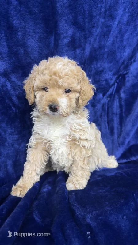 Toy poodle – Poodle - Toy  puppy for sale in Olivehurst, CA