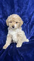 Toy poodle, a female Poodle - Toy  for sale in Olivehurst, CA – 1 of 4