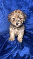 shihpoo, a male Shihpoo for sale in Olivehurst, CA – 2 of 7
