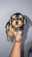 Female yorkie, a female Yorkshire Terrier for sale in Olivehurst, CA – 2 of 3