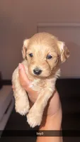 shihpoo, a male Shihpoo for sale in Olivehurst, CA – 1 of 1