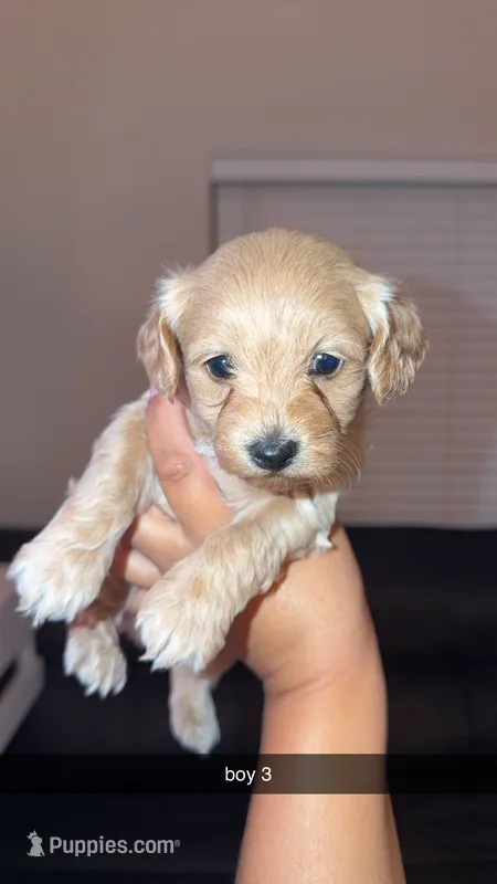 shihpoos – Shihpoo, Poodle - Toy  puppy for sale in Olivehurst, CA