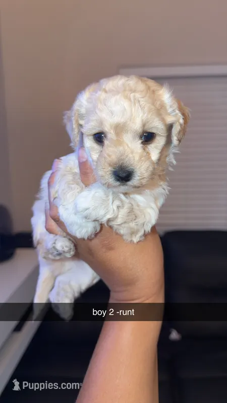Shihpoo – Shihpoo puppy for sale in Olivehurst, CA