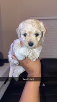 Shihpoo, a male Shihpoo for sale in Olivehurst, CA – 6 of 7