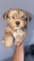 Yorkie Girl, a female Yorkshire Terrier for sale in Olivehurst, CA – 2 of 2