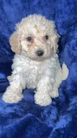 Toy poodle, a female Poodle - Toy  for sale in Olivehurst, CA – 2 of 3