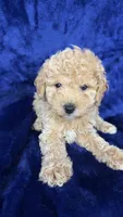 toy poodle, a male Poodle - Toy  for sale in Olivehurst, CA – 2 of 5
