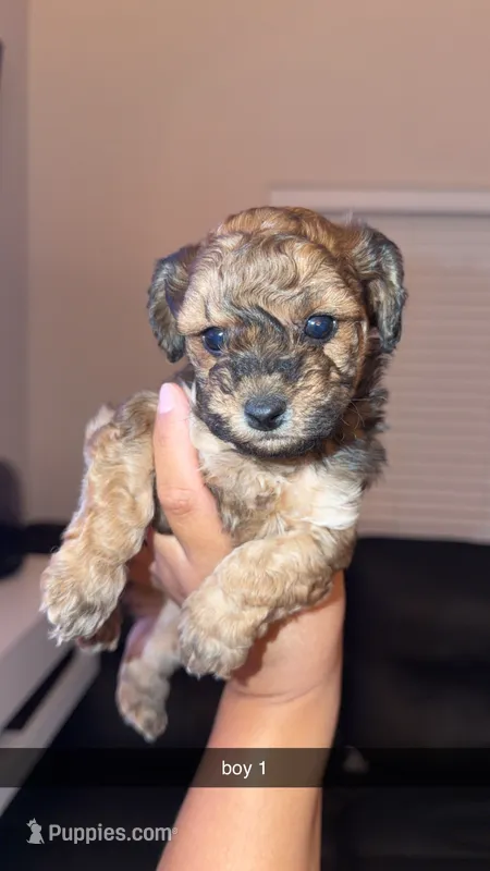 shihpoo – Shihpoo puppy for sale in Olivehurst, CA