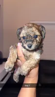 shihpoo, a male Shihpoo for sale in Olivehurst, CA – 6 of 7