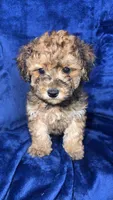 shihpoo, a male Shihpoo for sale in Olivehurst, CA – 3 of 7