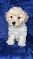 Shihpoo, a male Shihpoo for sale in Olivehurst, CA – 3 of 7