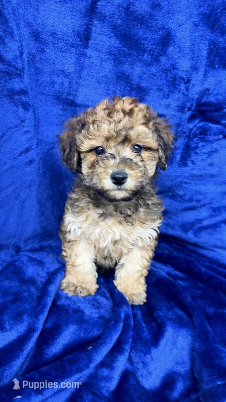 shihpoo – Shihpoo puppy for sale in Olivehurst, CA