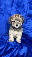 shihpoo, a male Shihpoo for sale in Olivehurst, CA – 1 of 7
