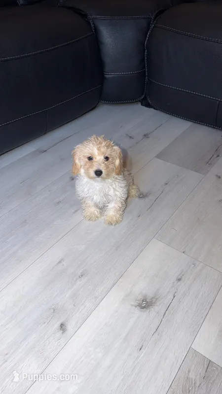 Shihpoo boy – Shihpoo puppy for sale in Olivehurst, CA