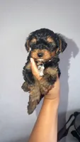 Yorkie boy , a male Yorkshire Terrier for sale in Olivehurst, CA – 2 of 3