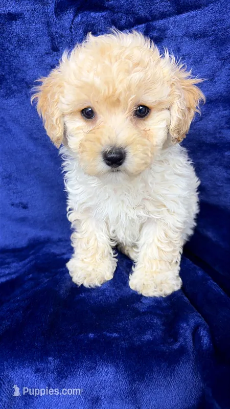 Shihpoo – Shihpoo puppy for sale in Olivehurst, CA
