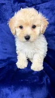 Shihpoo, a male Shihpoo for sale in Olivehurst, CA – 1 of 7