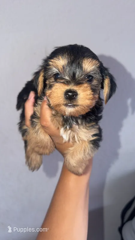 Female yorkie – Yorkshire Terrier puppy for sale in Olivehurst, CA
