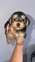 Female yorkie, a female Yorkshire Terrier for sale in Olivehurst, CA – 1 of 3