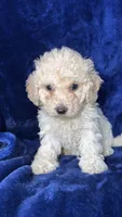 Toy poodle, a female Poodle - Toy  for sale in Olivehurst, CA – 3 of 3