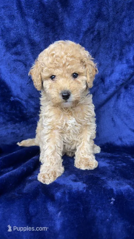 toy poodle – Poodle - Toy  puppy for sale in Olivehurst, CA