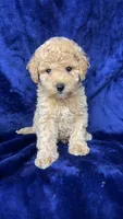 toy poodle, a male Poodle - Toy  for sale in Olivehurst, CA – 1 of 5