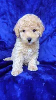 toy poodle, a male Poodle - Toy  for sale in Olivehurst, CA – 3 of 5