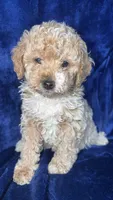 Toy poodle, a female Poodle - Toy  for sale in Olivehurst, CA – 4 of 4