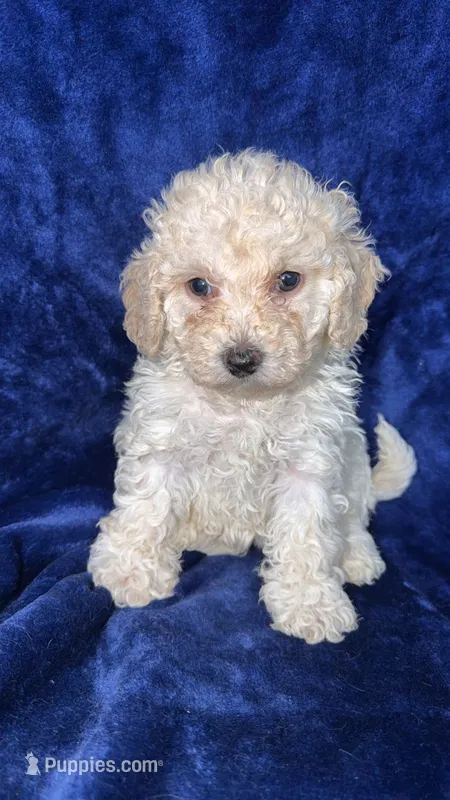 Toy poodle – Poodle - Toy  puppy for sale in Olivehurst, CA