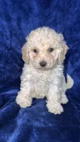 Toy poodle, a female Poodle - Toy  for sale in Olivehurst, CA – 1 of 3