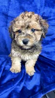 shihpoo, a male Shihpoo for sale in Olivehurst, CA – 4 of 7