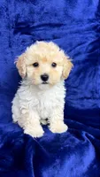 Shihpoo, a male Shihpoo for sale in Olivehurst, CA – 4 of 7