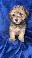 shihpoo, a male Shihpoo for sale in Olivehurst, CA – 5 of 7