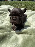 Dory, a female French Bulldog for sale in Radcliff, KY – 6 of 10
