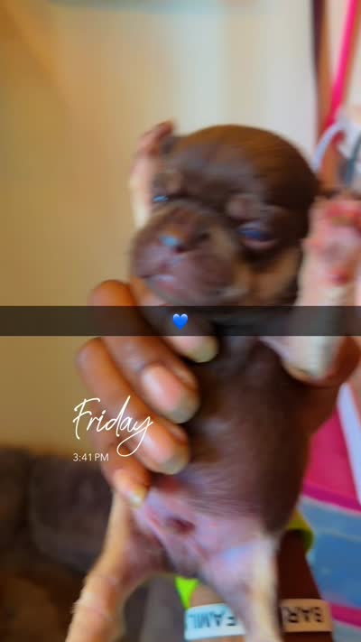 Rollo, a male French Bulldog for sale in Radcliff, KY – 6 of 10
