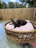 Taaz, a male French Bulldog for sale in Radcliff, KY – 8 of 10