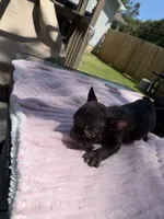 Dory, a female French Bulldog for sale in Radcliff, KY – 8 of 10