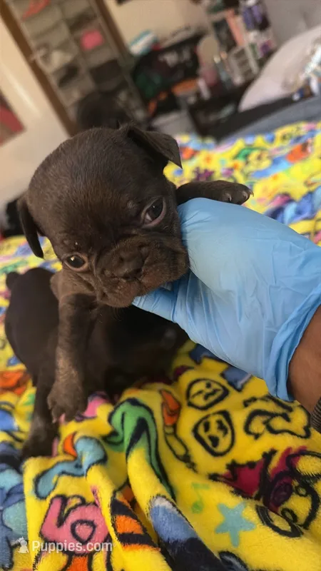 Caroline  – French Bulldog puppy for sale in Radcliff, KY