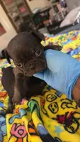 Caroline , a female French Bulldog for sale in Radcliff, KY – 1 of 10