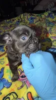 Caroline , a female French Bulldog for sale in Radcliff, KY – 2 of 10