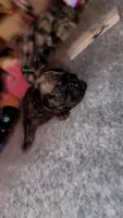 Taaz, a male French Bulldog for sale in Radcliff, KY – 1 of 10