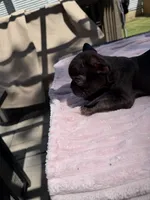 Caroline , a female French Bulldog for sale in Radcliff, KY – 10 of 10