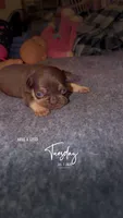 Rollo, a male French Bulldog for sale in Radcliff, KY – 2 of 10