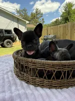 Caroline , a female French Bulldog for sale in Radcliff, KY – 6 of 10