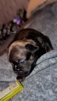 Taaz, a male French Bulldog for sale in Radcliff, KY – 2 of 10