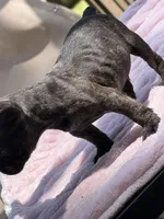 Taaz, a male French Bulldog for sale in Radcliff, KY – 7 of 10