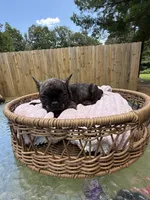 Taaz, a male French Bulldog for sale in Radcliff, KY – 6 of 10