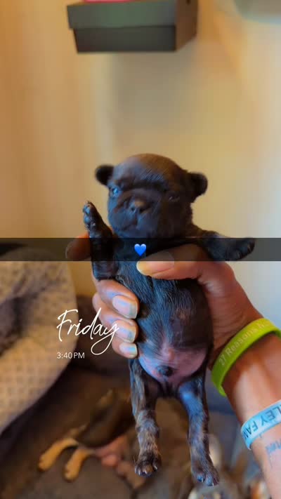 Taaz, a male French Bulldog for sale in Radcliff, KY – 4 of 10
