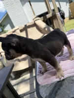 Rollo, a male French Bulldog for sale in Radcliff, KY – 9 of 10